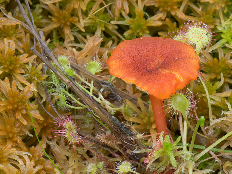 Hygrocybe coccineocrenata